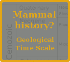 The history of mammal evolution.