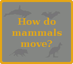 How do mammals move?