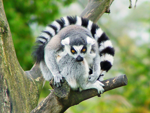 Mammal Diversity | Burke Museum