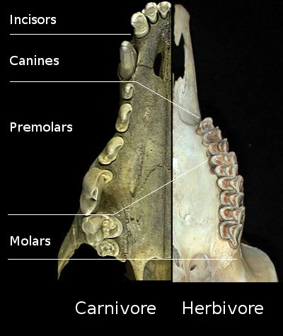 Split comparison of a coyote and goad skull and teeth.