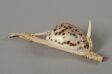 Fishing Equipment - Oceania