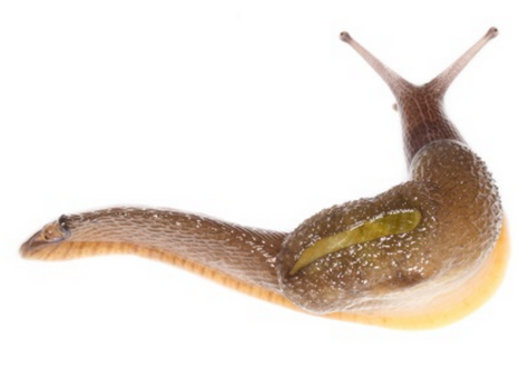 A brown slug has a yellow mark in the center of its back and a distinctively skinner tail than its abdomen.