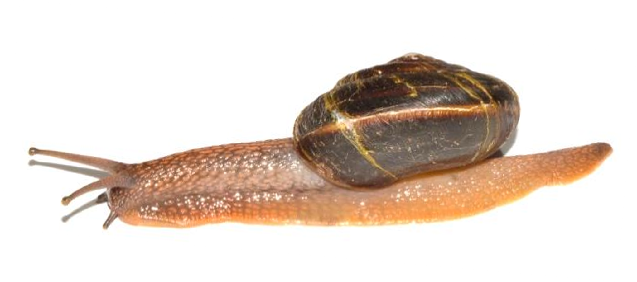 An orange snail with yellow stripes across its shell and a bright white and orange streak down the ridge of its shell. 