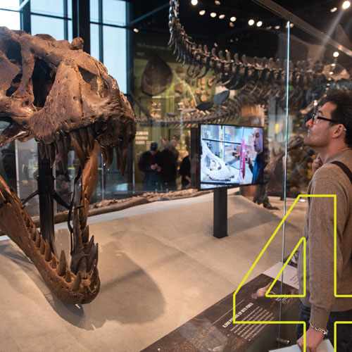 a man looks at a t. rex skull