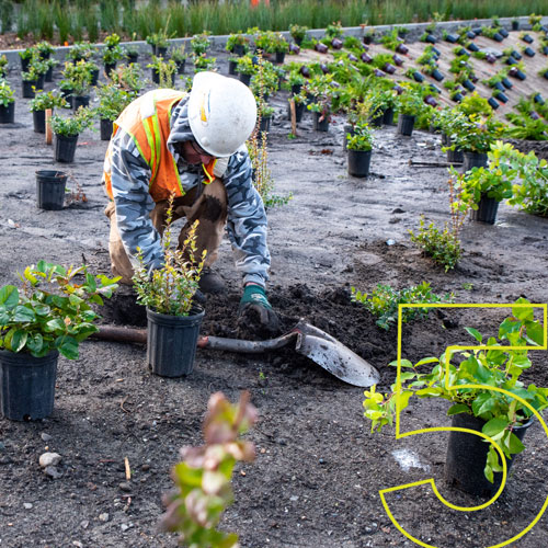 a man plants small plants in the new burke landscape