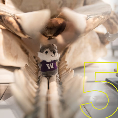 a small husky sits inside a whale's lower jaw in the mammal collection area