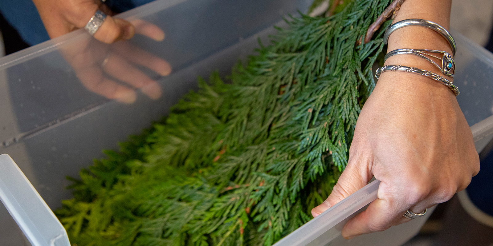 A woman holds a bin filled with cedar branches
