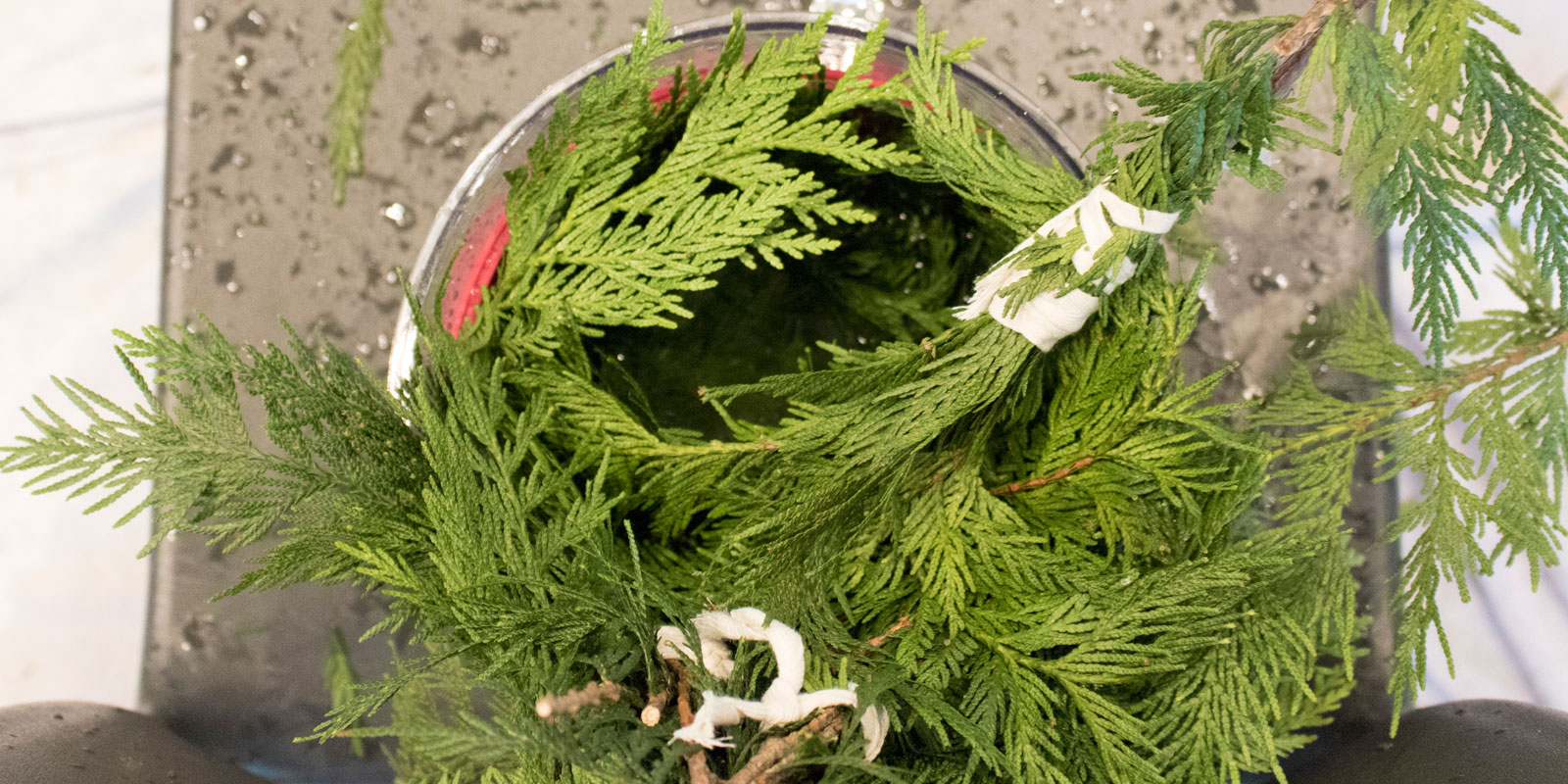 Cedar branches with water droplets