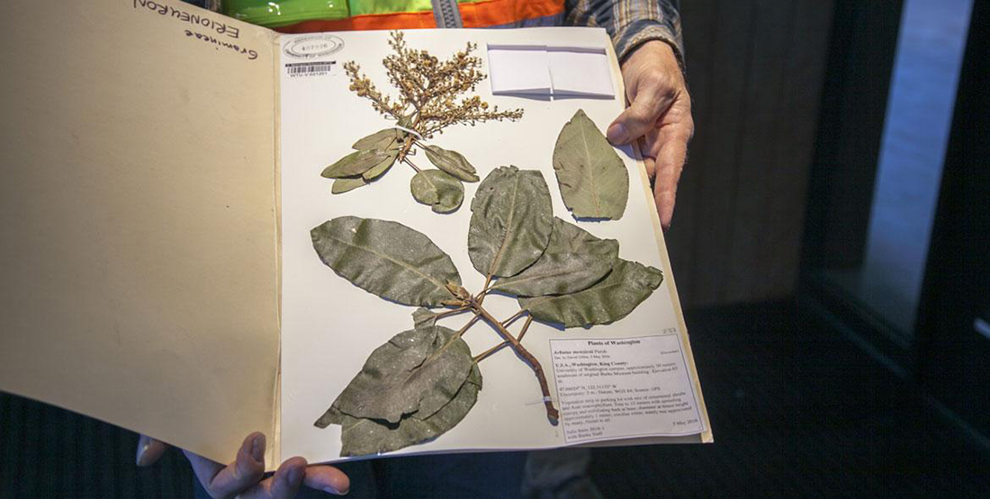 Close up of the pressed madrone specimen