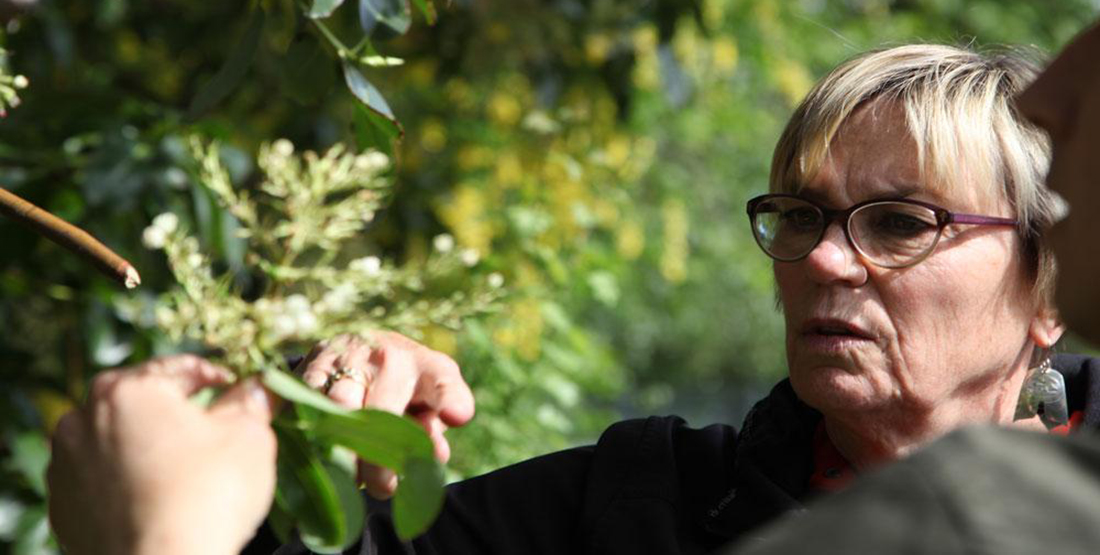 A woman removes several leaves from the madrone tree when it was standing