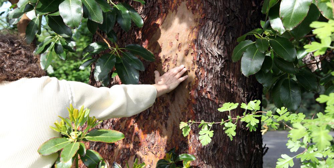 A person's hand pressed against the tree's trunk