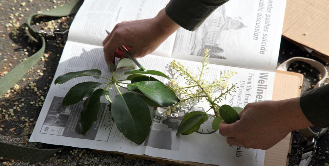 A close up of the leaves being placed between newspaper