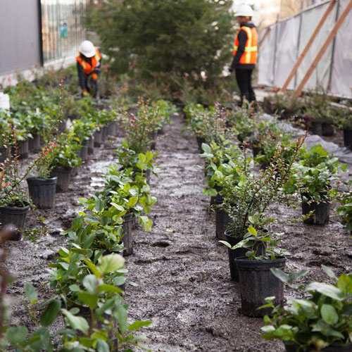 two people wearing hardhats planting small plants into the ground
