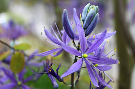 Camas in bloom