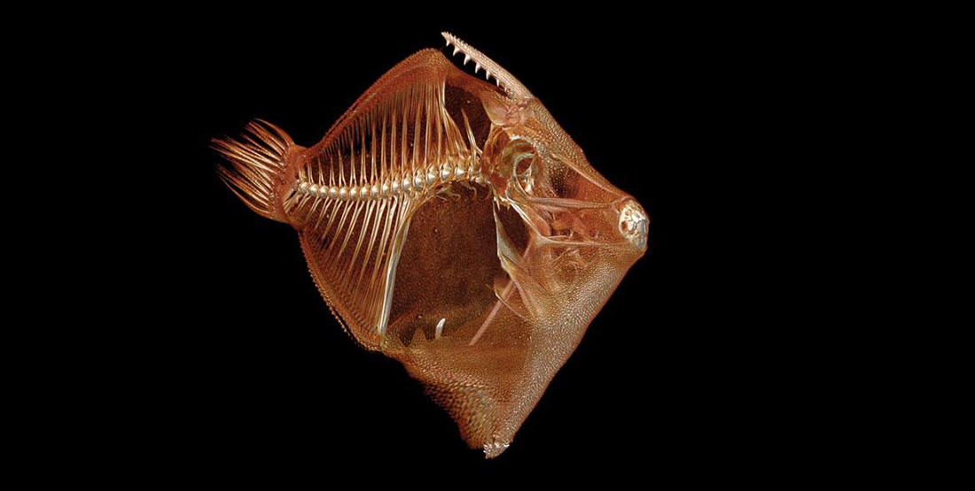 A fringed filefish