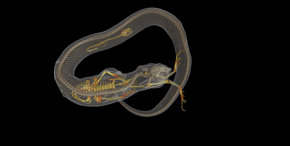 A CT scan of an eastern hog-nosed snake showing a toad and a salamander in its stomach