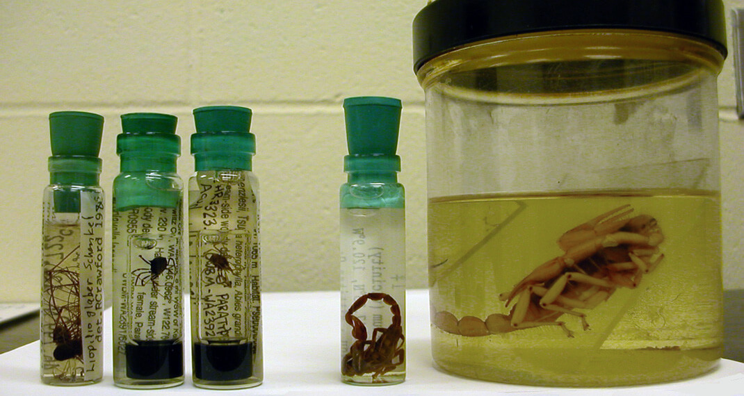 harvestmen in vials and jars