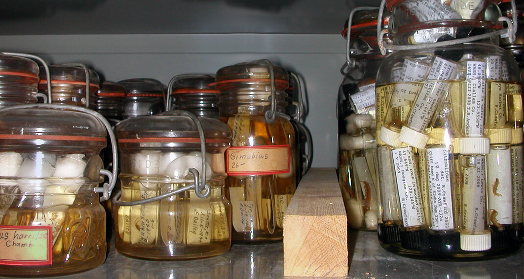 specimens in jars