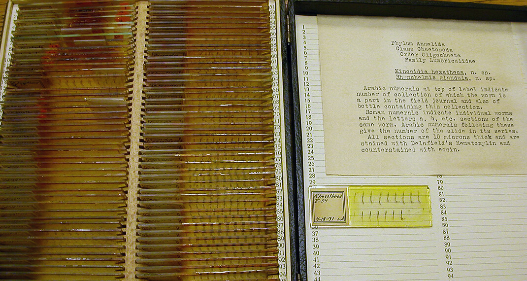 slides of specimens in the collection