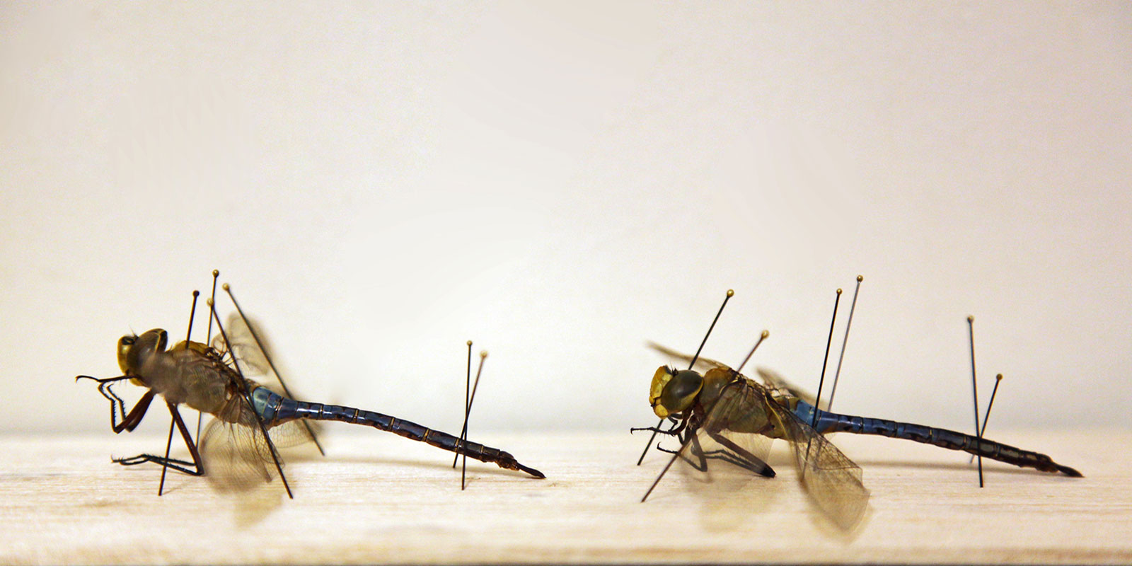 closeup of two pinned dragonfly specimens