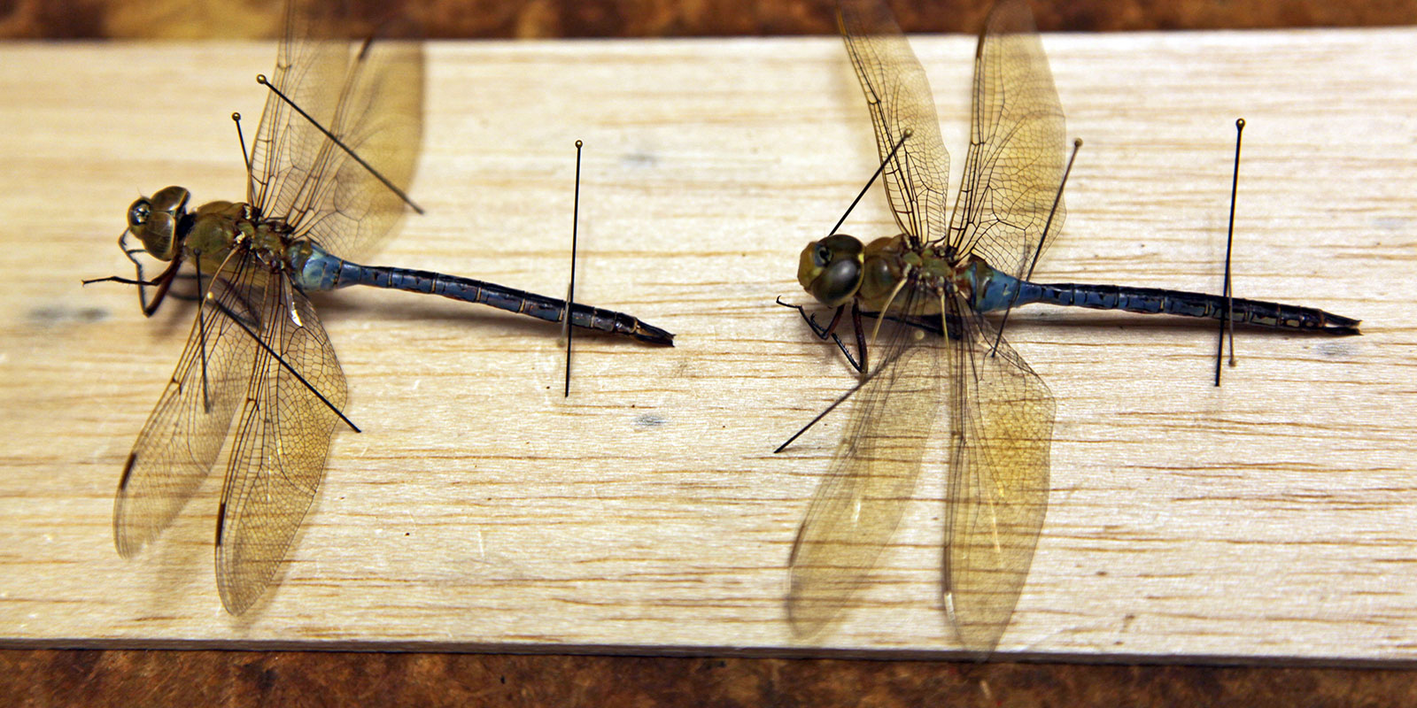 closeup of two pinned dragonfly specimens