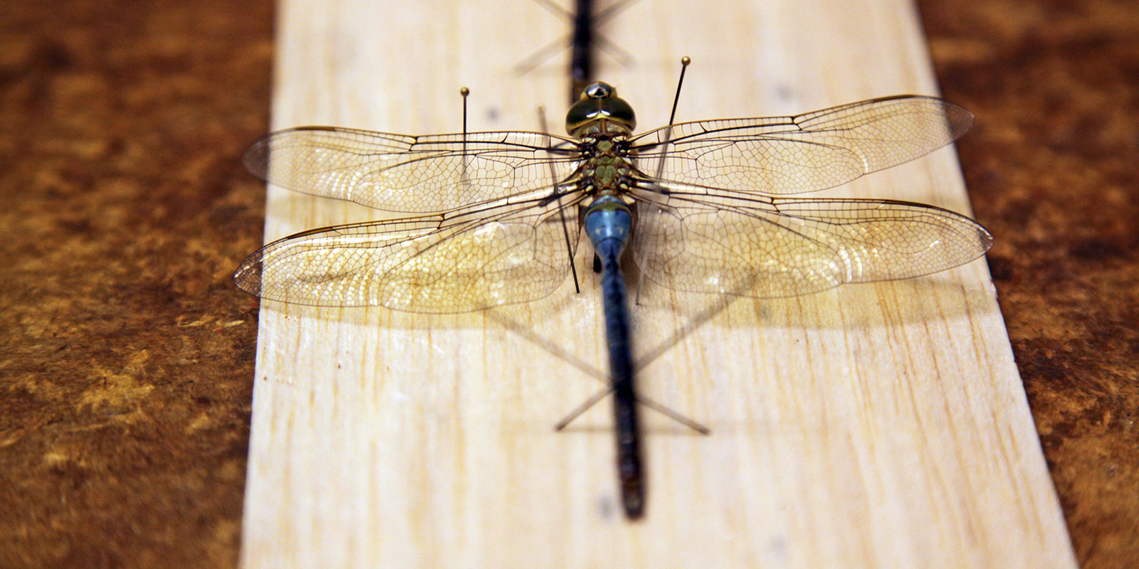 close up of pinned dragonfly