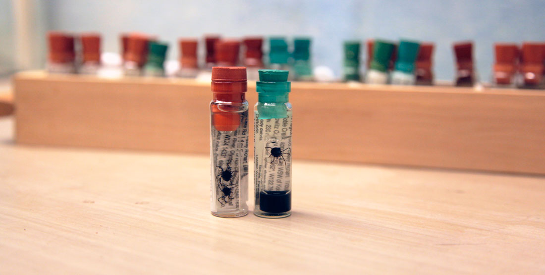 small harvestmen specimens preserved in vials