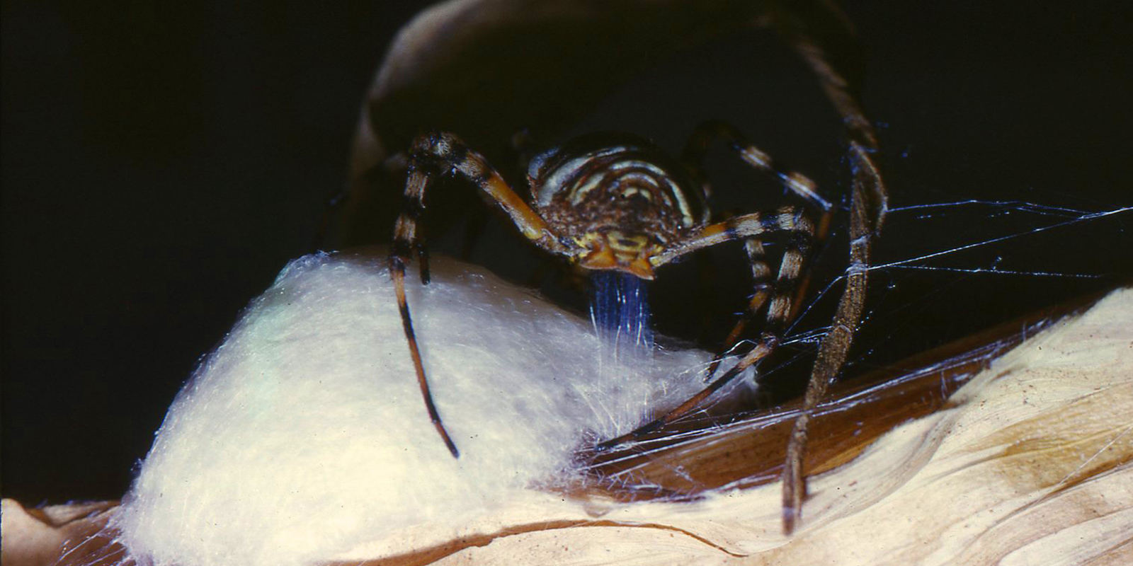 A close up of an orbweaver spider creating her egg sac