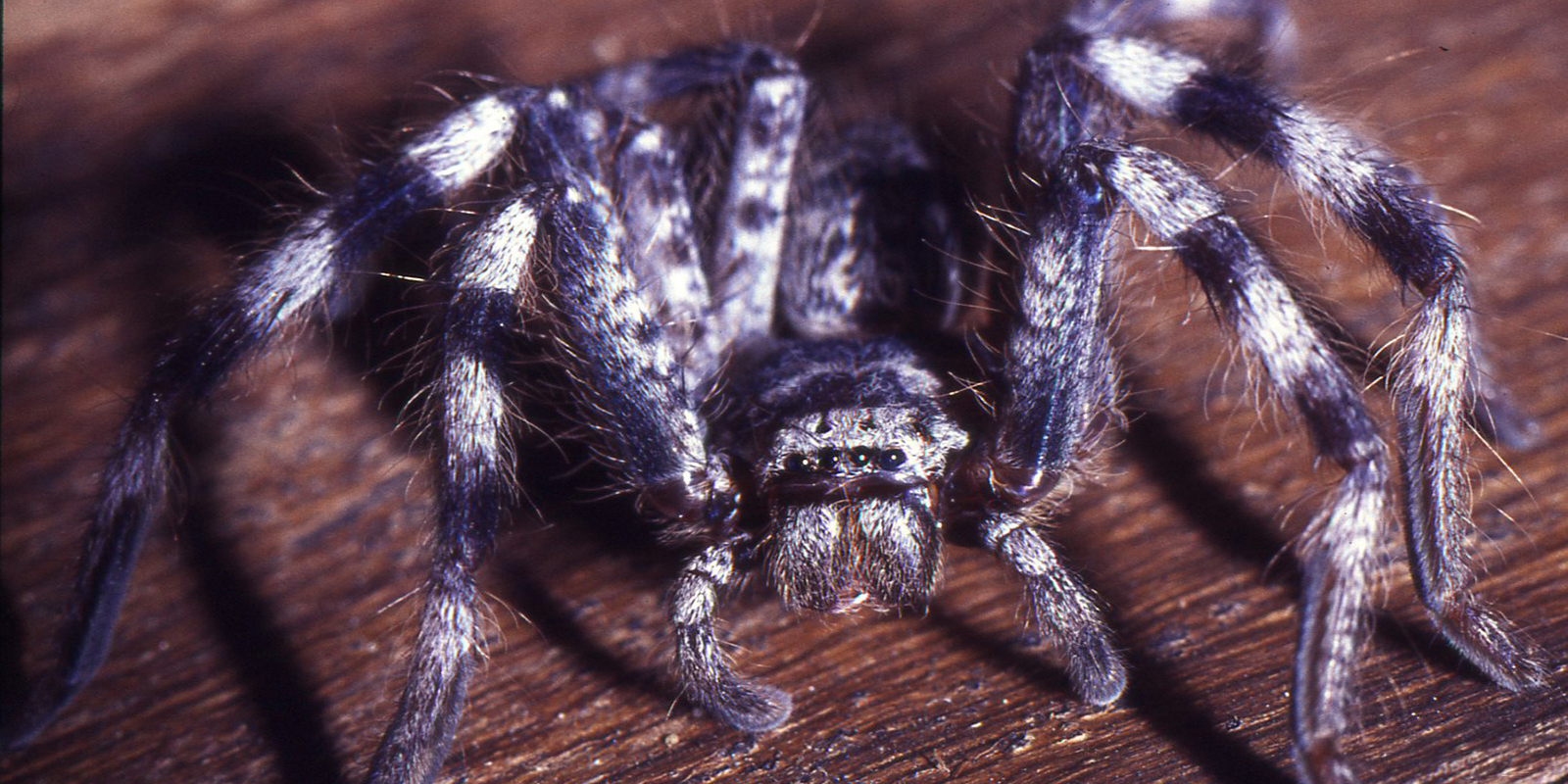 A close up of a hairy spider and its eyes