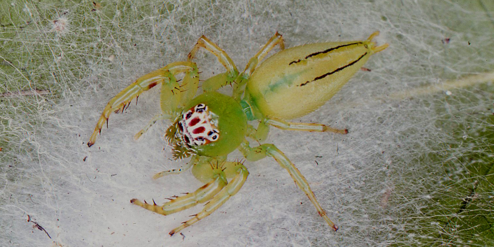 A close up of a translucent-looking spider on its silk threads