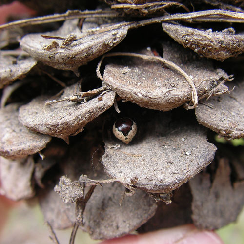 a small spider sticks out from inside of a pinecone