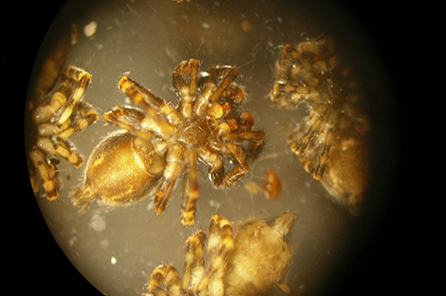 A view of the 3mm spider under a microscope