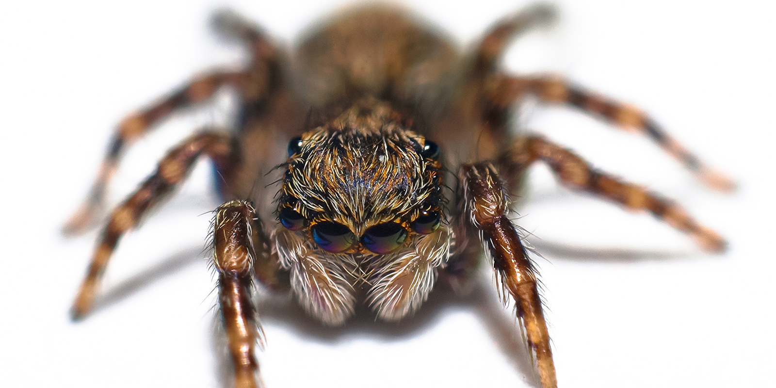 A full-body view of a live male spider