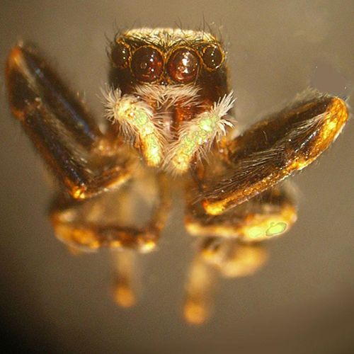 A close up view of a dead male spider