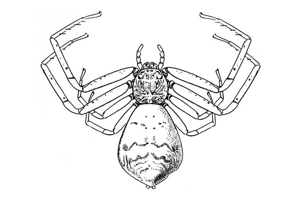 Illustration: Tmarus angulatus, a crab spider