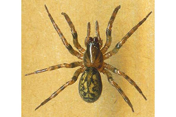 Myth: You identify spiders by markings