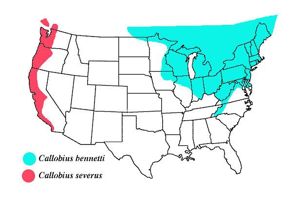 A distribution map for two types of spiders