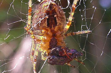 cross spider on a web consuming prey