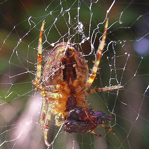 Myth Spiders Only Suck Juices Of Prey Burke Museum