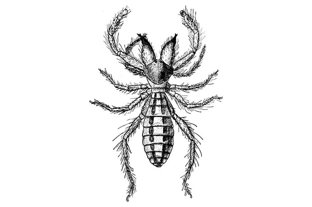 Arachnid - 8 Legs, Spiders, Scorpions