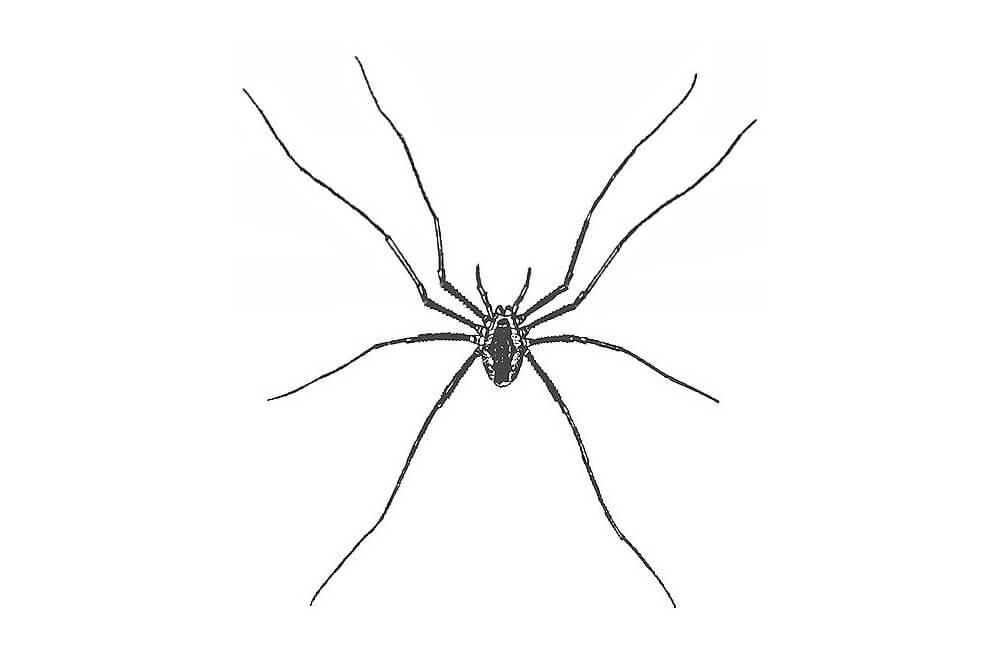 illustration of A harvestman, Phalangium opilio (worldwide)