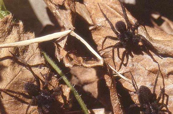 Wolf spider, Pardosa vancouveri