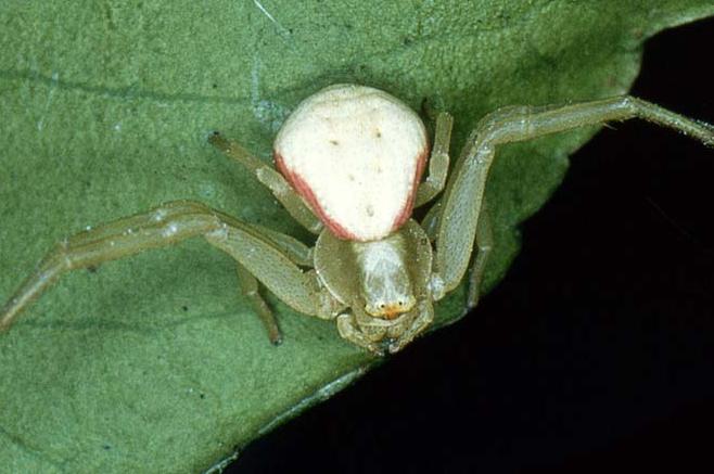 Crab spider, Misumena vatia