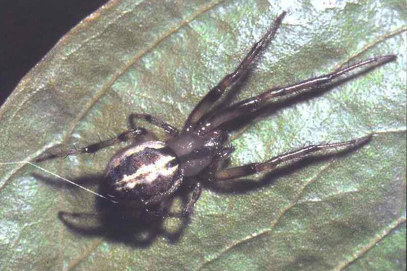 Makeup fails to solve mystery of why jumping spiders have back stripes, Spiders