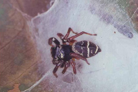 Retreat made by jumping spider