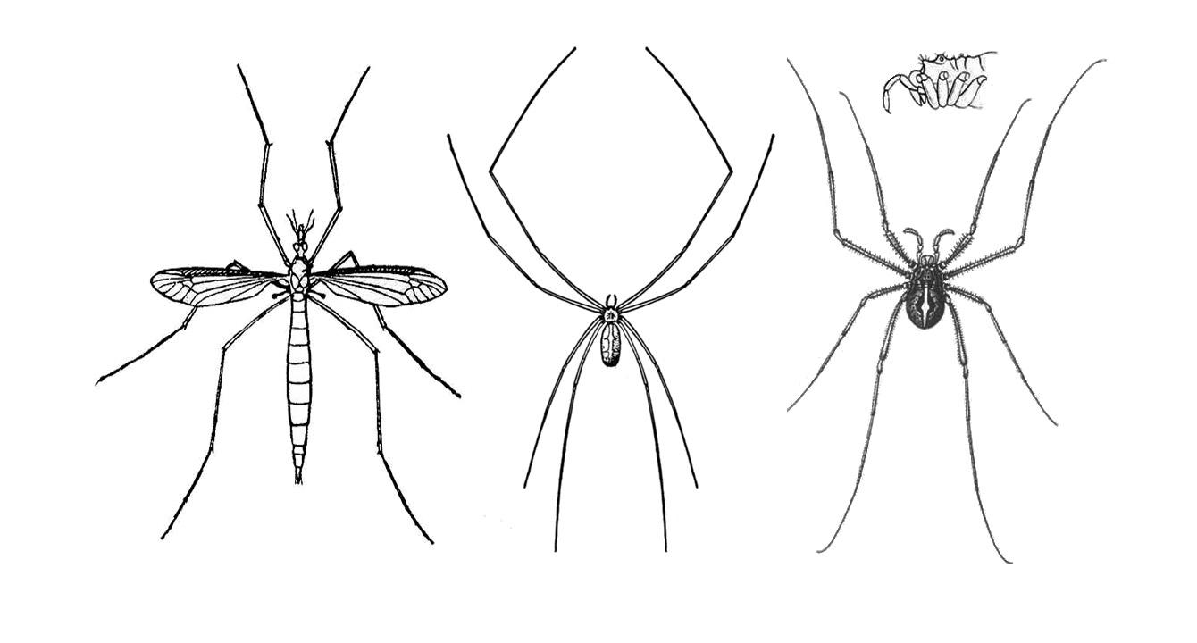 Daddy Long Leg Spider Identification & Behavior