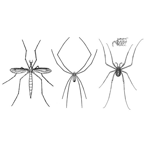 Myth: A daddy-longlegs is a kind of spider