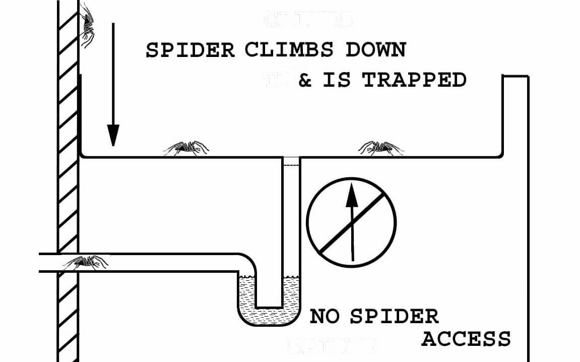 A diagram showing spiders do not come up house drains