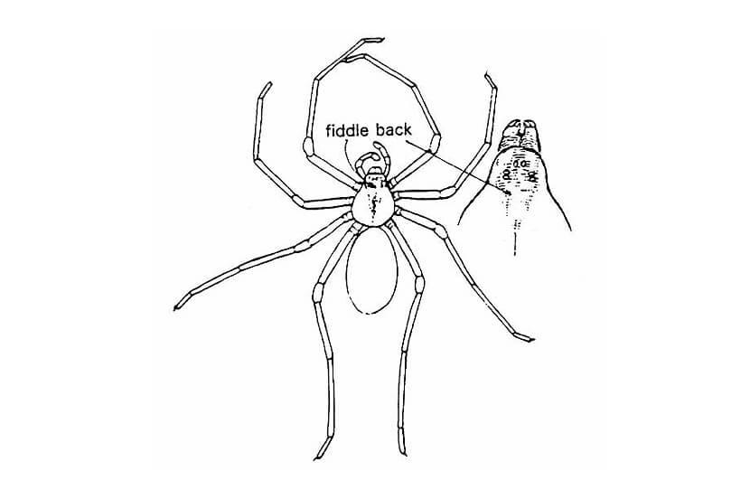 An incorrect drawing of a brown recluse spider