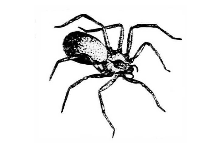 An incorrect drawing of a brown recluse spider